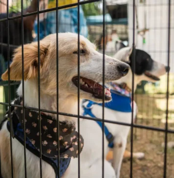 Piden priorizar la vacunación de animales en refugios tras los terremotos