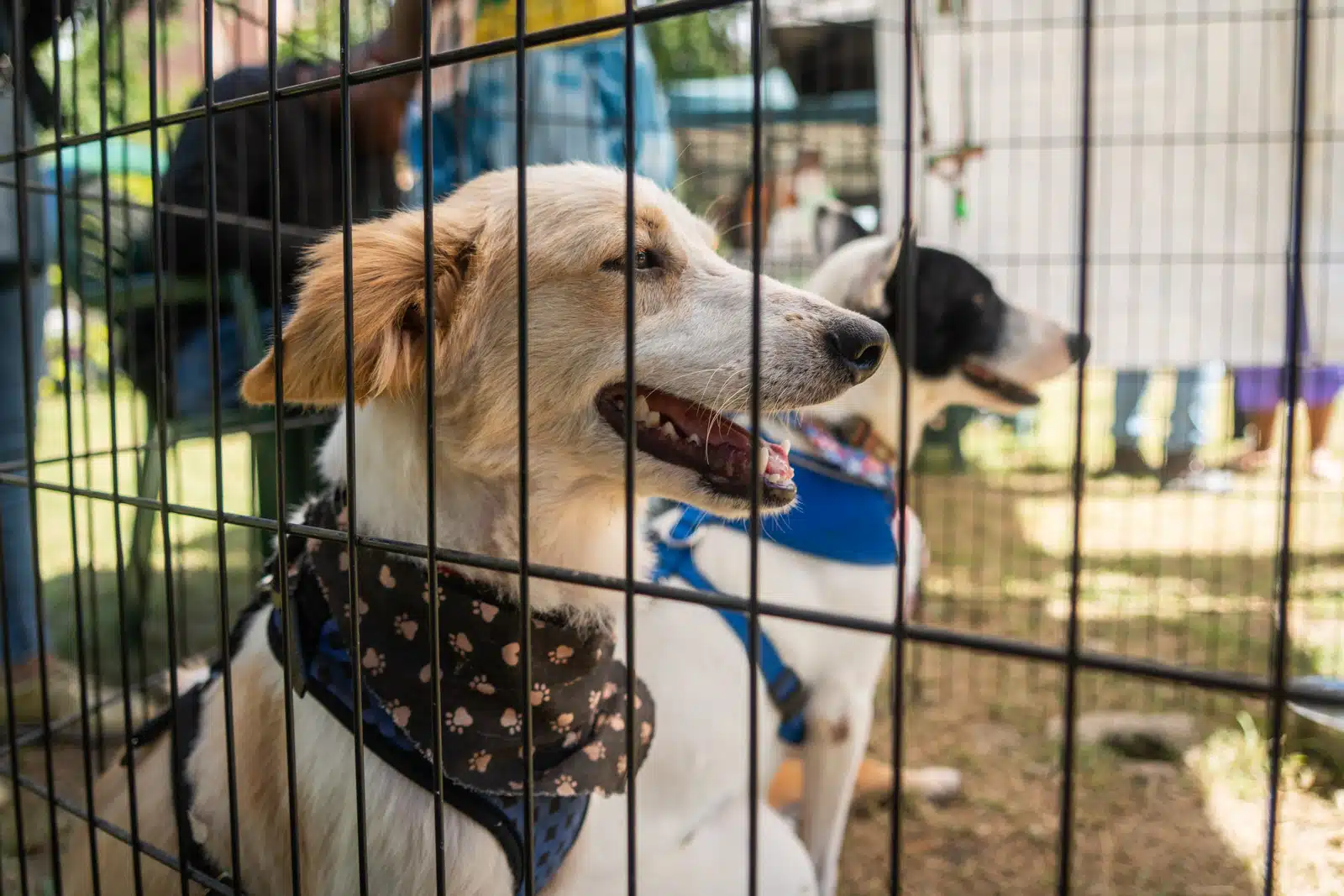 Piden priorizar la vacunación de mascotas en refugios tras los terremotos