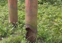 Poste eléctrico deteriorado pone en riesgo a familias de la comunidad La Manga del Río en Guasdualito